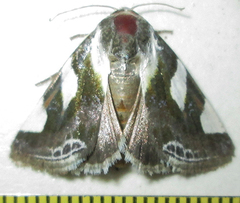 Acontia trimaculata