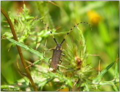 Agapanthia annularis