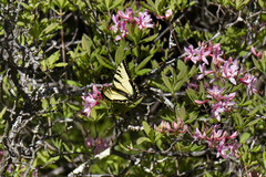 Papilio appalachiensis