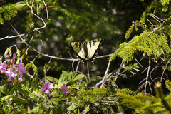 Papilio appalachiensis