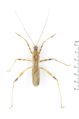 Saicinae