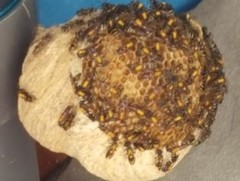 Polybia occidentalis bohemani