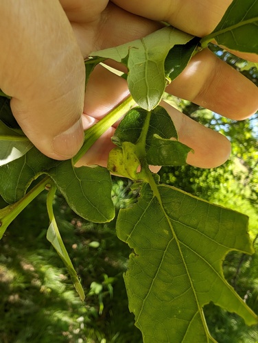 Oak Petiole Gall Wasp photo 3
