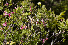 Papilio appalachiensis