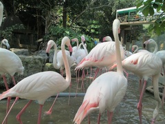 Phoenicopterus