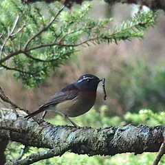 Tarsiger johnstoniae