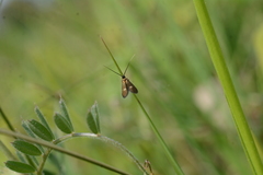 Cauchas fibulella