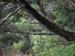 Tarsiger johnstoniae