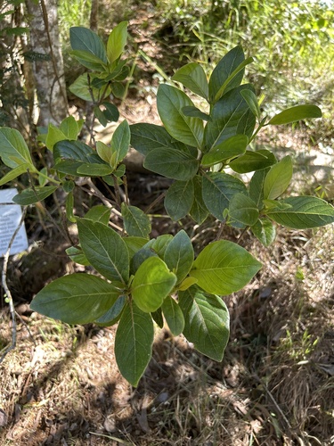 'Akupa (Bobea brevipes)