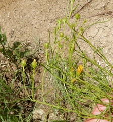 Dysodiopsis tagetoides