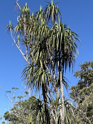 Golden Hala Pepe (Dracaena aurea)
