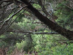 Tarsiger johnstoniae