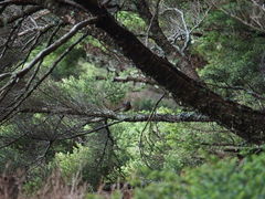 Tarsiger johnstoniae