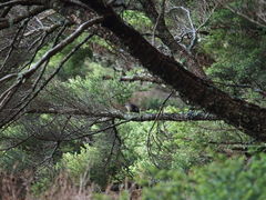 Tarsiger johnstoniae