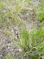 Helictotrichon desertorum