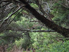 Tarsiger johnstoniae