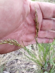 Helictotrichon desertorum