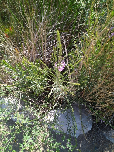 Image of Lythrum californicum by (c) Michael Thaibinh, some rights reserved (CC BY)