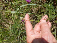 Dalea compacta pubescens