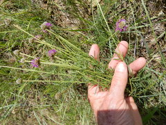 Dalea compacta pubescens