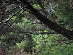 Tarsiger johnstoniae