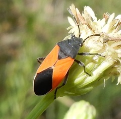 Melanopleurus belfragei