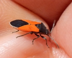 Melanopleurus belfragei