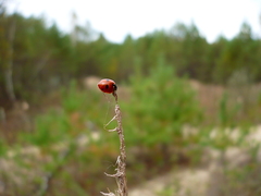 Coccinella quinquepunctata