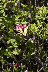 Papilio appalachiensis