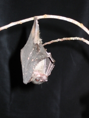 Spotted-Winged Fruit Bat photo 2