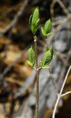 Lonicera chamissoi