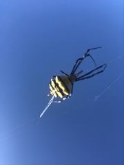 Argiope coquereli