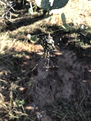 Argiope coquereli