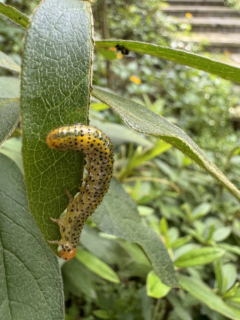 Azalea Argid Sawfly
