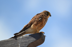 Falco tinnunculus canariensis