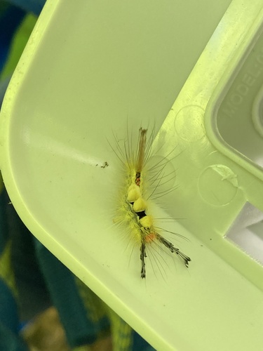 White-marked Tussock Moth, Ashford, CT, US, photo 9 of 10