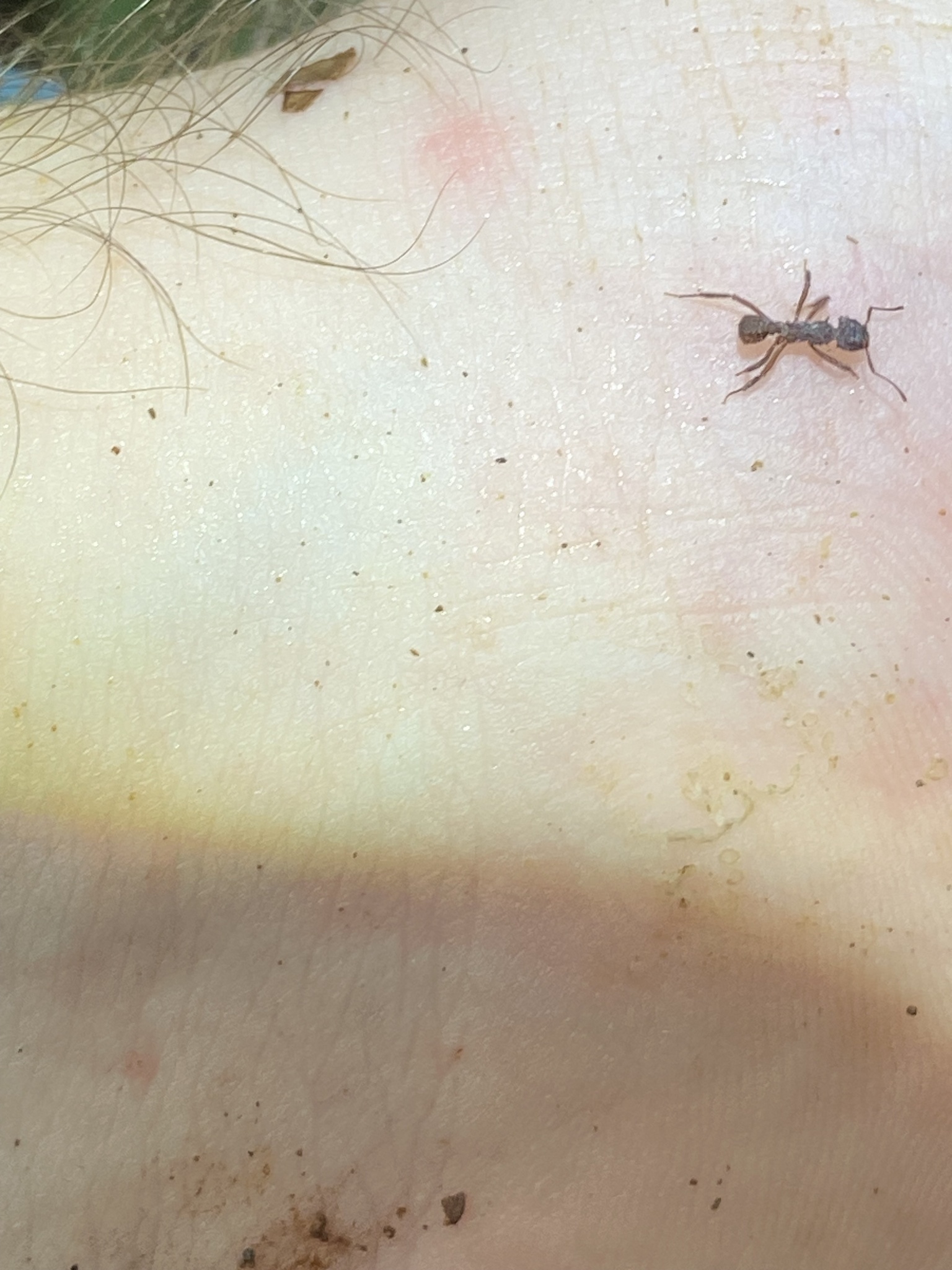 Mycetomoellerius mikromelanos