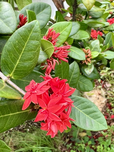 Ixora observed 2024-05-24