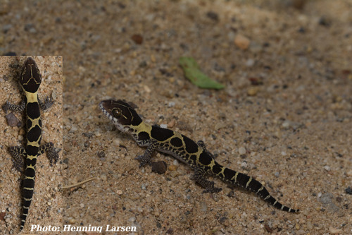 Brevidactyl Bow-fingered Gecko