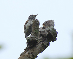 Picumnus albosquamatus