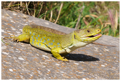 Ocellated Lizard photo 4