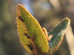 Bactericera shepherdiae