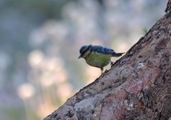 Cyanistes teneriffae teneriffae