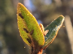 Bactericera shepherdiae