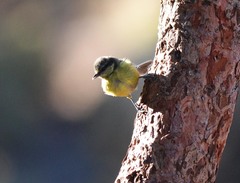 Cyanistes teneriffae teneriffae
