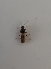 Metopoplax ditomoides