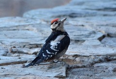 Dendrocopos major canariensis