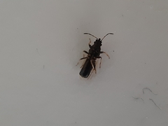 Metopoplax ditomoides