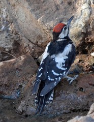 Dendrocopos major canariensis