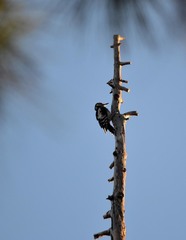 Dendrocopos major canariensis